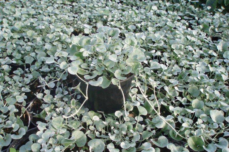 Dichondra - photo