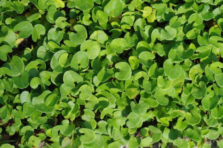 Dichondra - photo