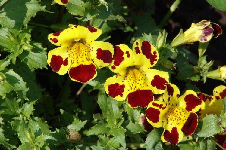 Engrais et alimentation