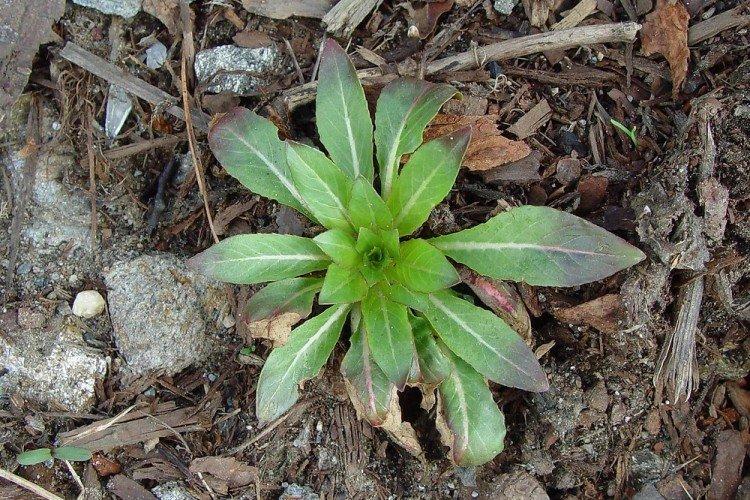 Plantation et élevage d'onagre