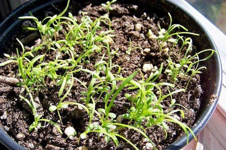 Plantation et reproduction du brachicome