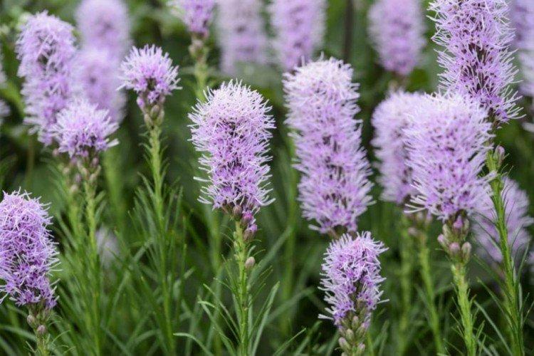 Liatris - photo
