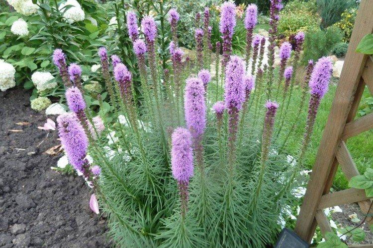 Liatris - photo