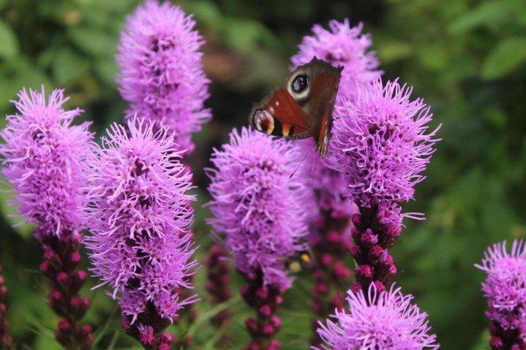 Liatris - photo