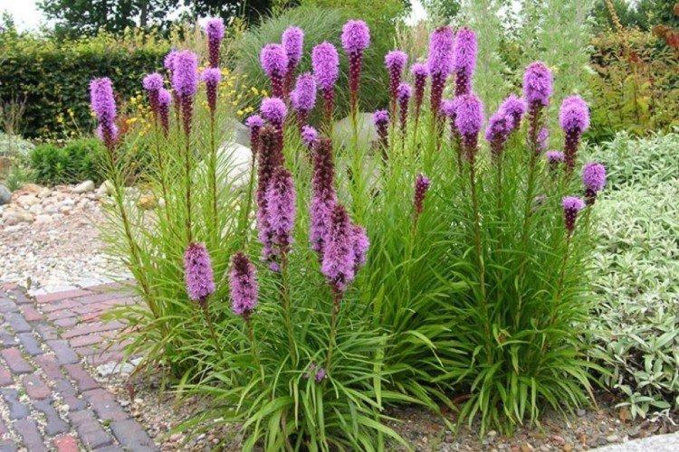 Liatris - photo