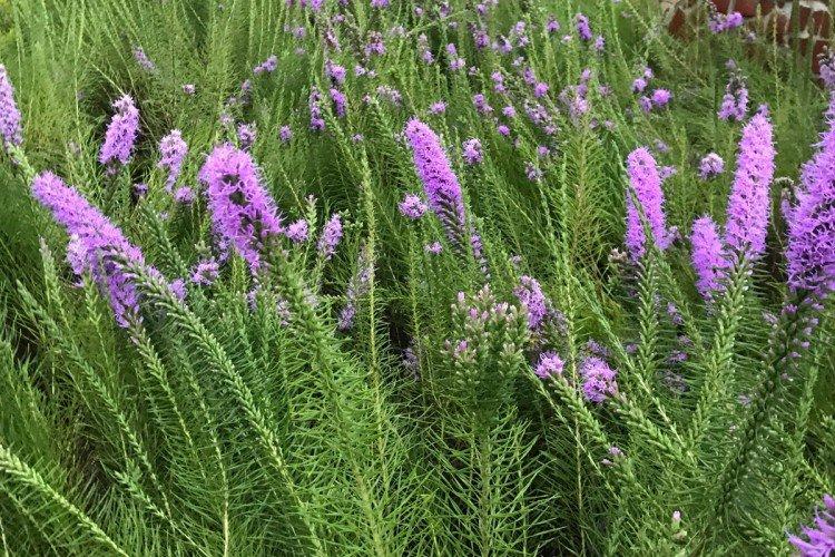 Liatris - photo