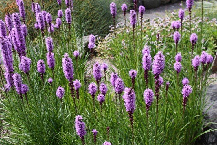 Liatris - photo