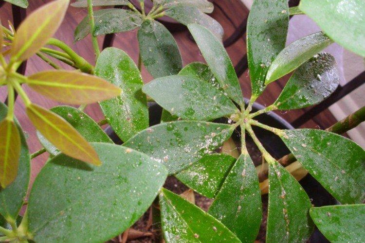 Lutte contre les parasites et les maladies