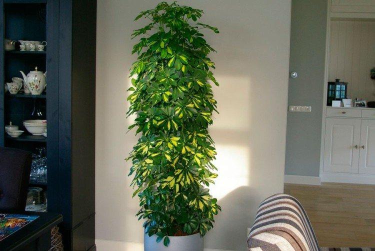 Schefflera - photo