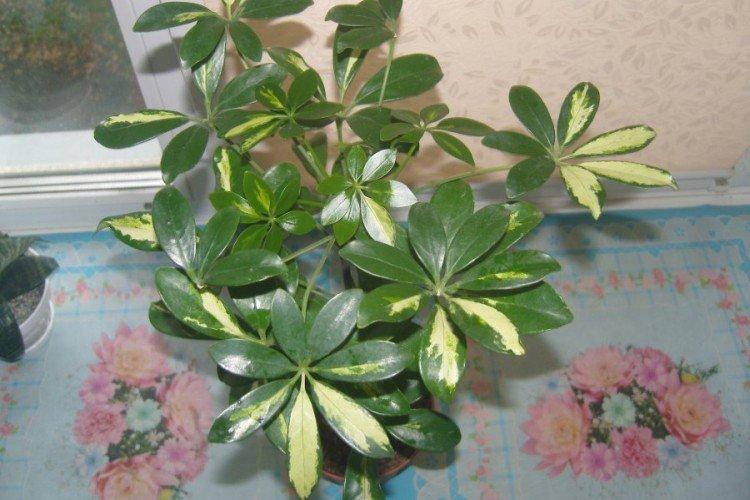 Schefflera - photo