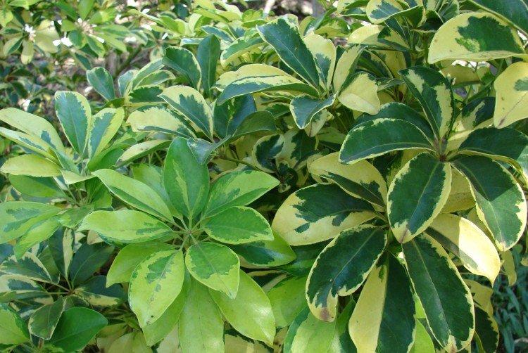 Schefflera - photo