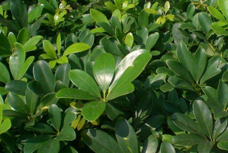 Sheffler à huit feuilles