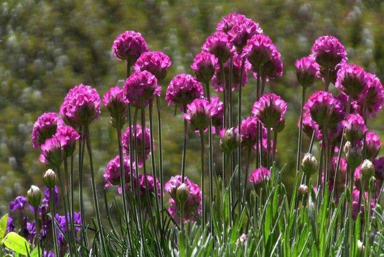 Armeria Velvich