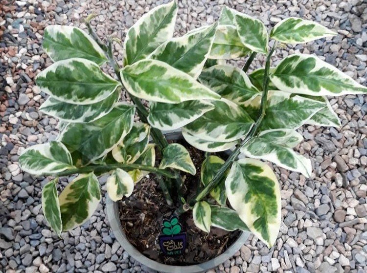 Engrais et alimentation