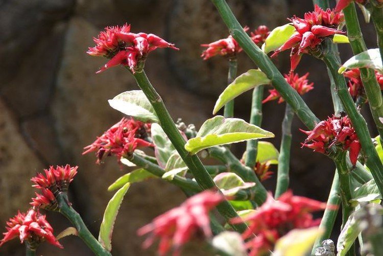 Pédilanthus - photo