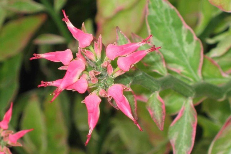 Pédilanthus - photo