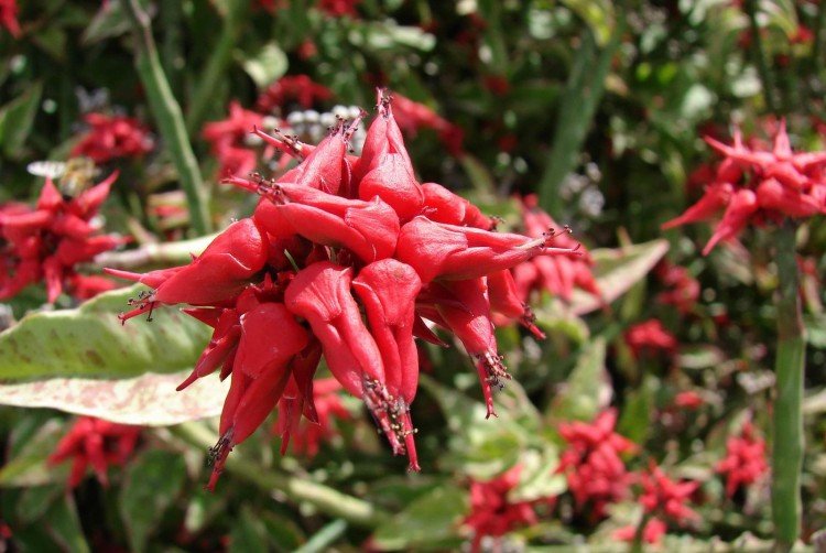 Pédilanthus - photo