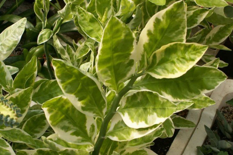 Pédilanthus - photo