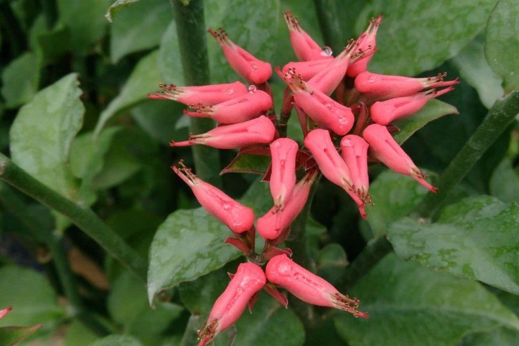 Pédilanthus - photo