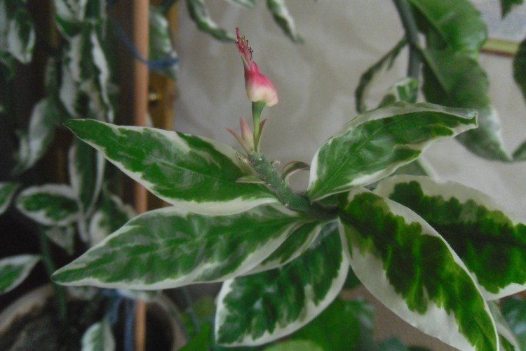 Pédilanthus - photo