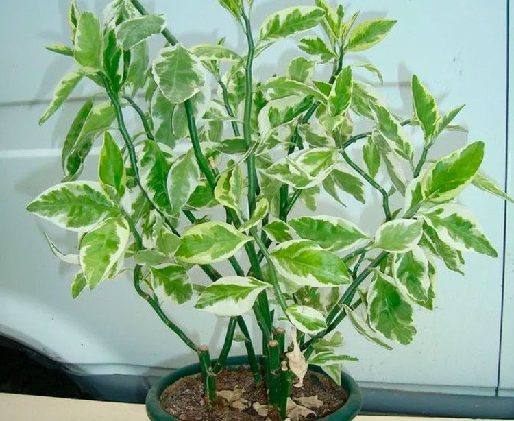 Pédilanthus - photo