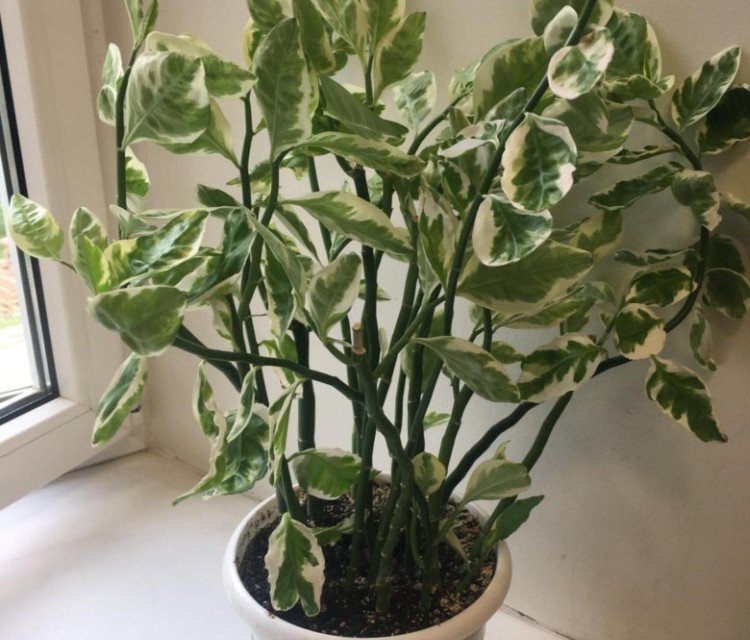 Pédilanthus - photo