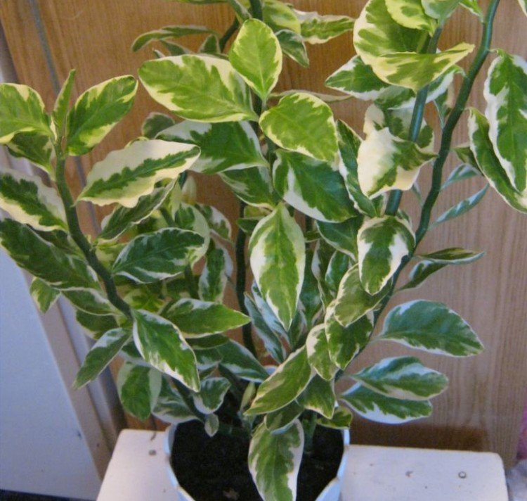 Pédilanthus - photo