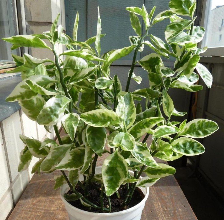 Pédilanthus - photo