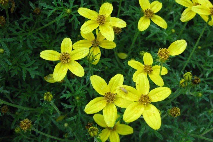 Lutte contre les parasites et les maladies