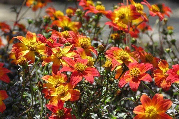 Bidense peint en rouge