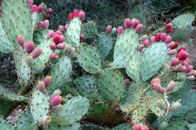 Opuntia - photo