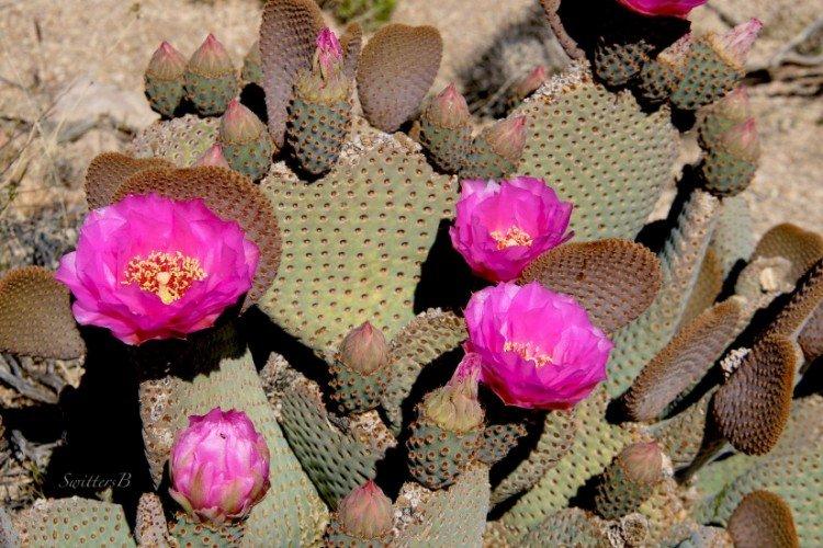 Opuntia - photo