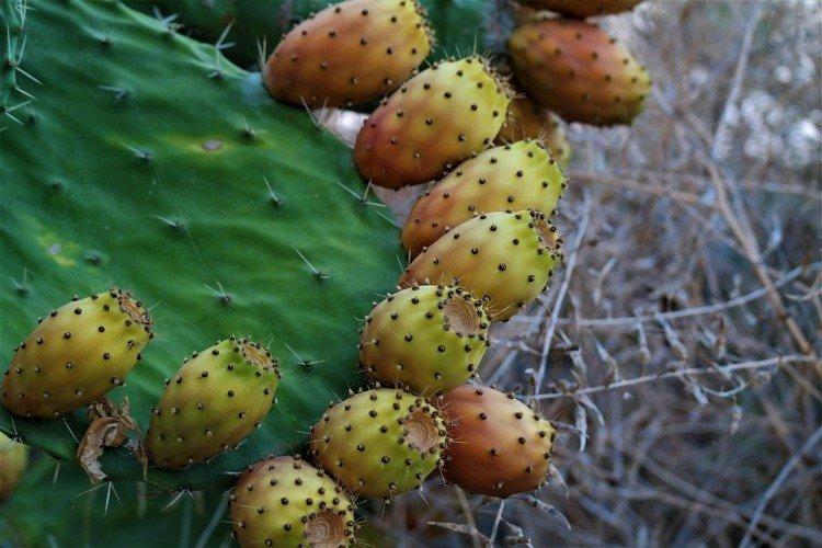 Opuntia - photo