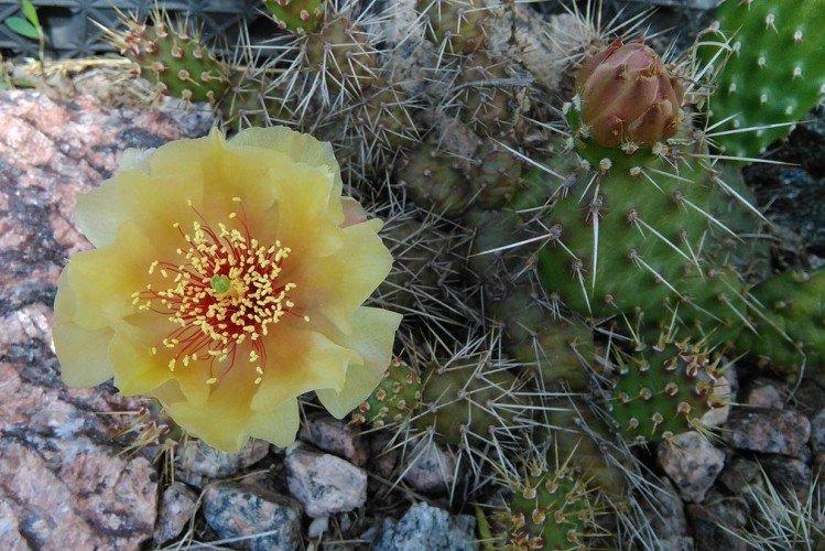 Opuntia - photo