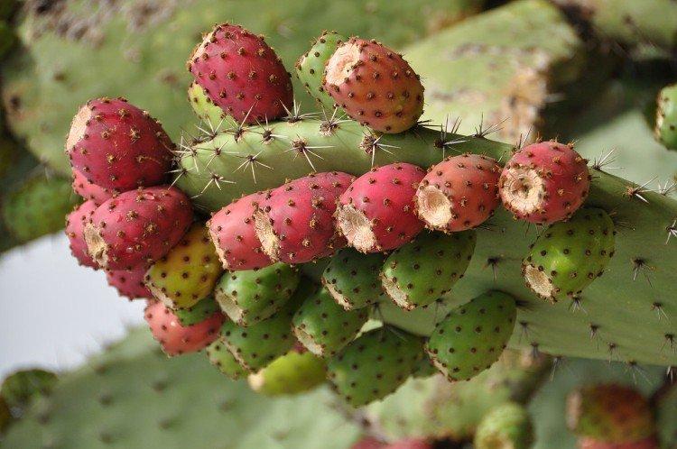 Opuntia - photo