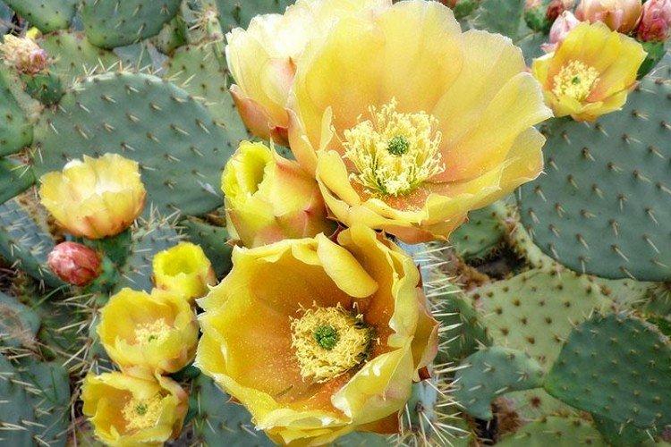 Opuntia - photo