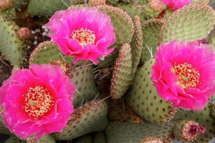 Opuntia - photo