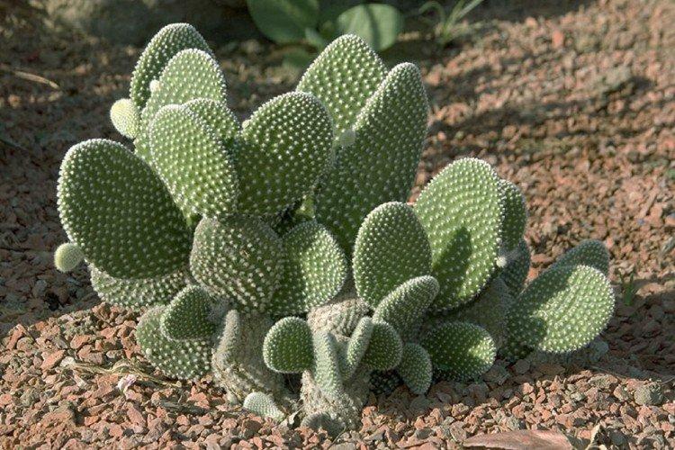 Figue de Barbarie à poil fin