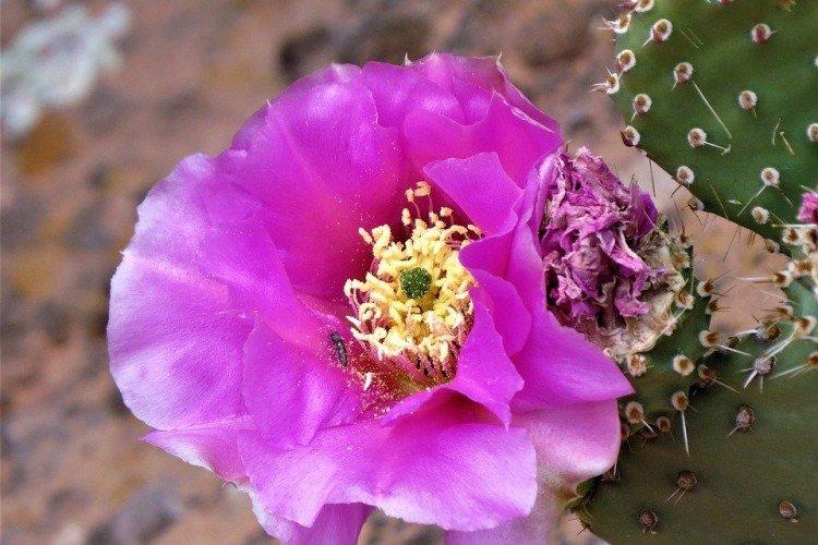 Figue de Barbarie à fleurs roses