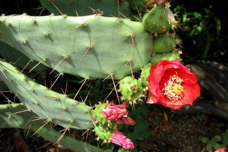 Figue de Barbarie de Berger