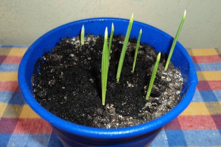 Plantation et élevage du palmier dattier