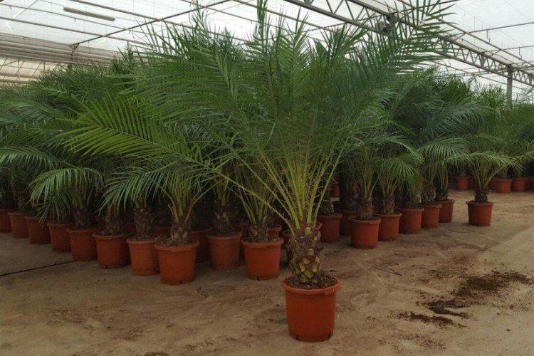 Palmier dattier - photo