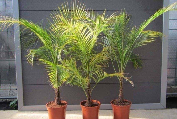 Palmier dattier - photo