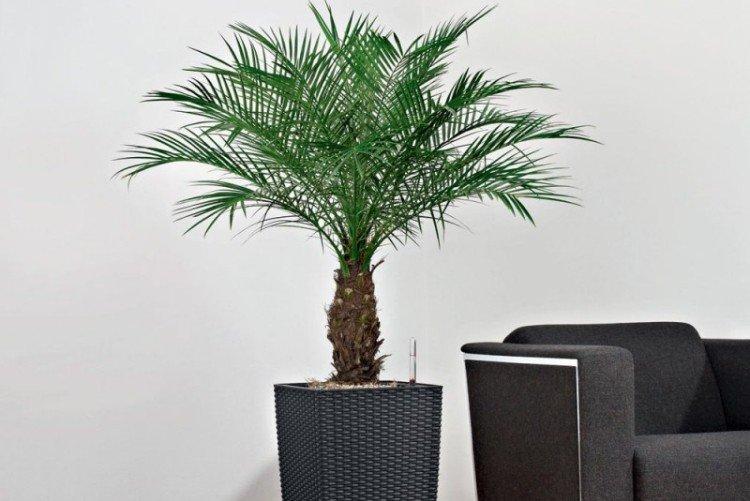 Palmier dattier - photo