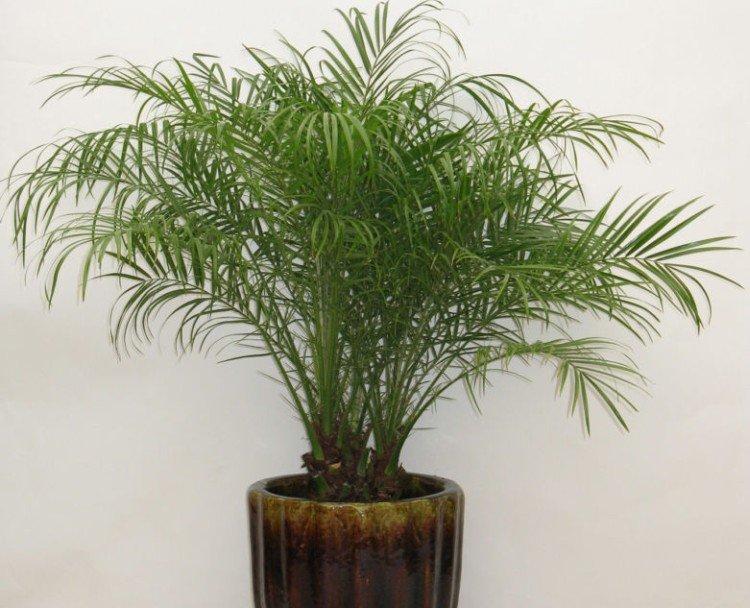 Palmier dattier - photo