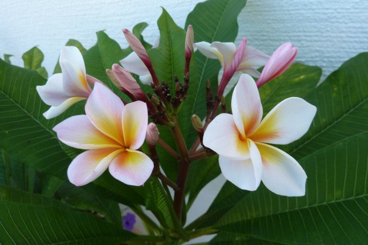 informations générales