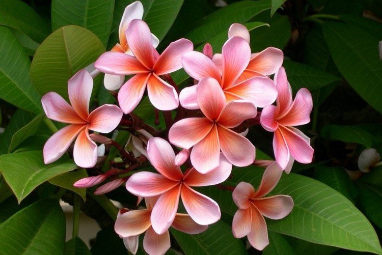 Plumeria - photo