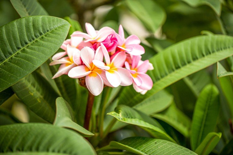 Plumeria - photo