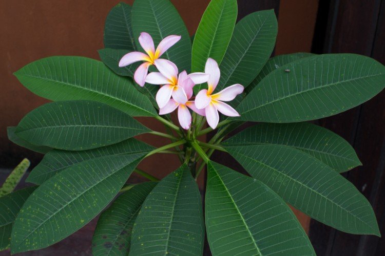 Plumeria - photo