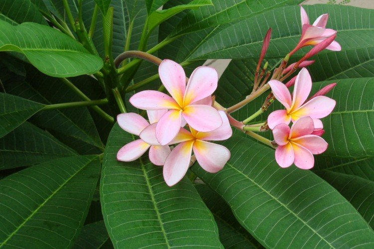 Plumeria - photo